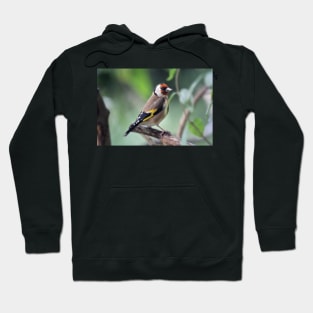 Goldfinch Hoodie